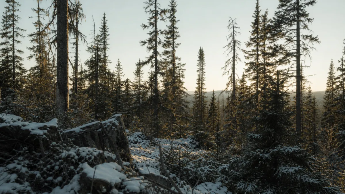 Forêt boréale : étendue, climat et secrets du plus grand biome